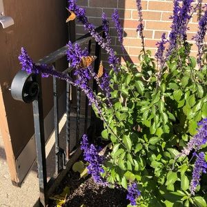 Meet your Posher, Desnie